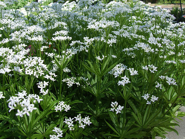 Galium odoratum